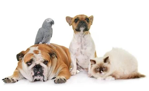 Group of pet 写真素材
