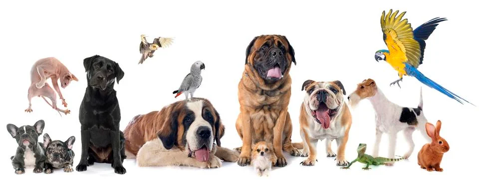 Group of pet Stock Photos