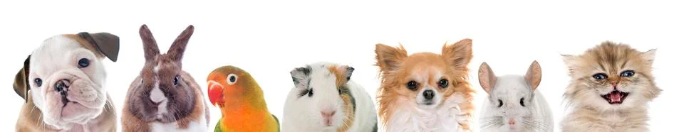 Group of pet 스톡 사진
