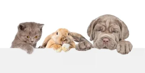 Group of pets  above empty white banner. isolated on white background. Empty  Stock Photos