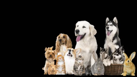 Group of pets , chroma key Video stock 86738916