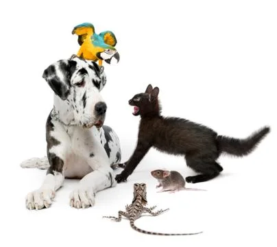 Group of pets in front of white background 스톡 사진