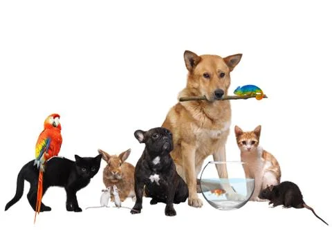 Group of Pets. Isolated on white background Stock Photos