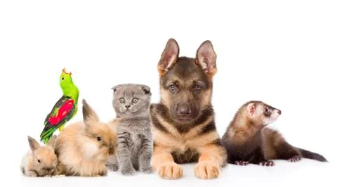 Group of pets. Isolated on white background 写真素材