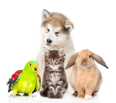 Group of pets. Isolated on white background Stock Photos