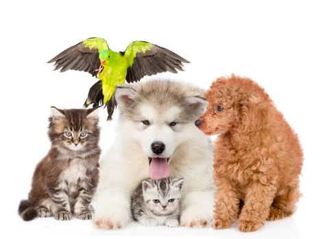 Group of pets. Isolated on white background 写真素材