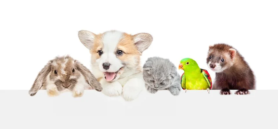 Group of pets  look over empty white banner. isolated on white background. Em Stock Photos