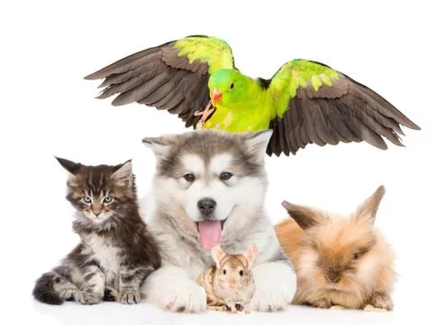 Group of pets lying in front. Isolated on white background Stock Photos