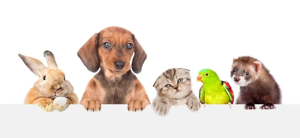 Group of pets  over empty white banner. isolated on white background. Space f Stock Photos