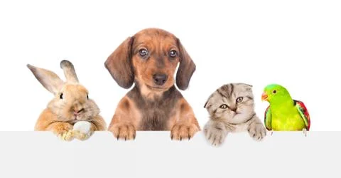 Group of pets  over empty white banner. isolated on white background. Space f Foto stock