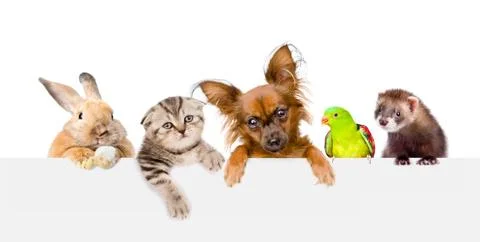 Group of pets  over empty white banner. isolated on white background. Space f 스톡 사진