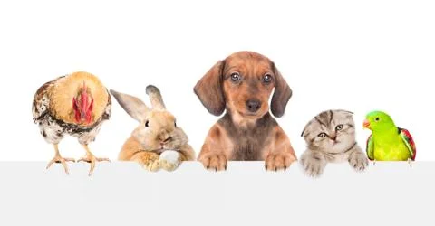 Group of pets  over empty white banner. isolated on white background. Space f Stock Photos