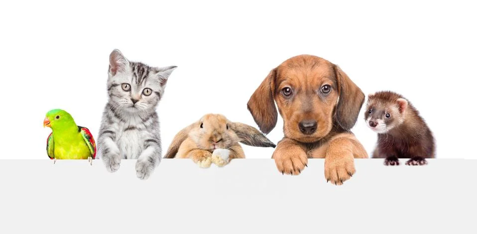 Group of pets  over empty white banner. isolated on white background. Space f 写真素材