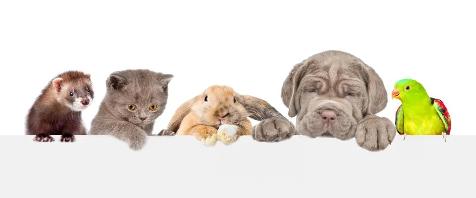 Group of pets  over empty white banner. isolated on white background. Space f 스톡 사진
