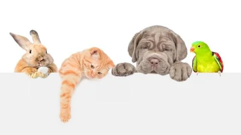 Group of pets  over empty white banner. isolated on white background. Space f Stock Photos