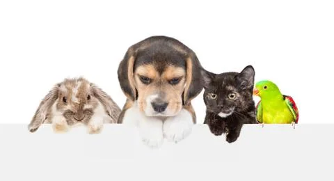 Group of pets  over empty white banner looking down. isolated on white backgr 스톡 사진