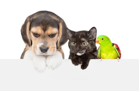 Group of pets  over empty white banner looking down. isolated on white backgr 写真素材