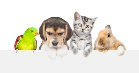 Group of pets  over empty white banner. isolated on white background. Empty s Stock Photos
