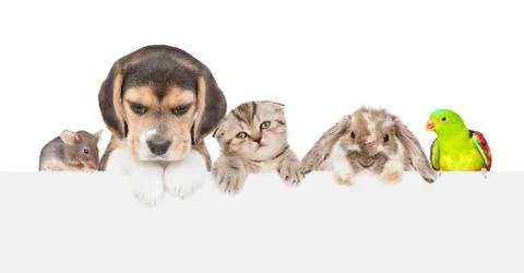 Group of pets  over empty white banner. isolated on white background. Empty s Stock Photos