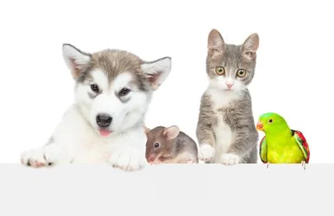 Group of pets  over empty white banner. isolated on white background. Empty s 스톡 사진