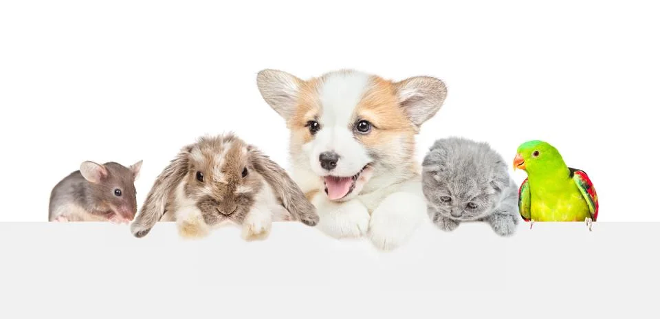 Group of pets  over empty white banner. isolated on white background. Empty s Stock Photos