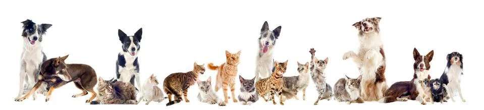 Group of pets Stock Photos