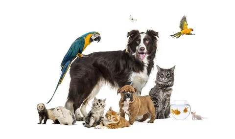 Group of pets posing around a border collie; dog, cat, ferret, r Stock Photos