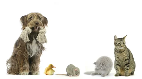 Group of pets sitting Stock Footage 32778421