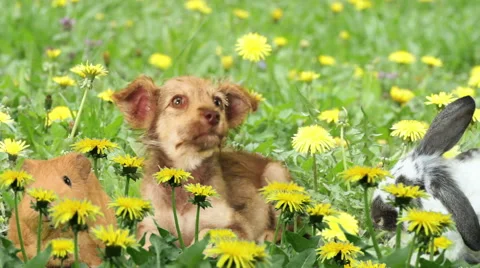 Group of pets sitting on the green Stock Footage 49676265
