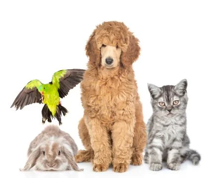 Group of pets sitting together in front view. Isolated on white background 스톡 사진