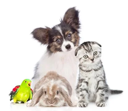 Group of pets sitting together in front view. Isolated on white background Stock Photos