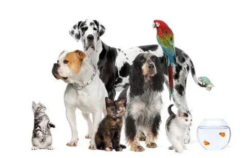 Group of pets standing in front of white background, studio shot Foto stock