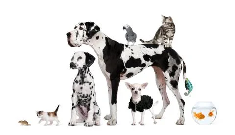 Group of pets standing in front of white background, studio shot 스톡 사진