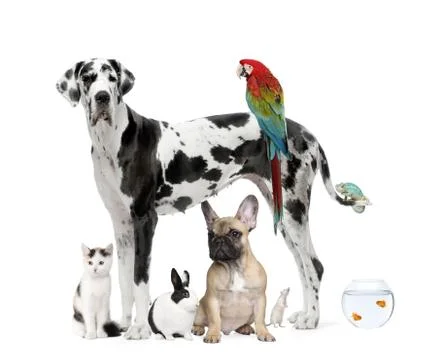 Group of pets standing in front of white background, studio shot 스톡 사진