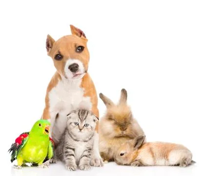 Group of pets together in front. Isolated on white background 스톡 사진