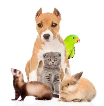 Group of pets together in front. Isolated on white background Stock Photos