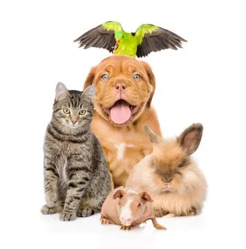 Group of pets together in front 库存照片