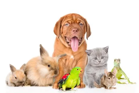 Group of pets together in front view. isolated on white background Foto stock