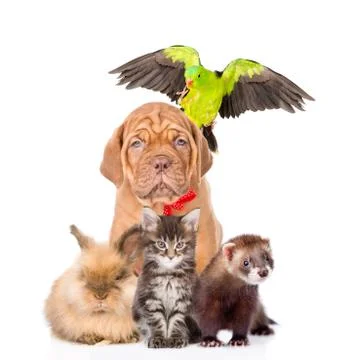 Group of pets together in front view. isolated on white background 스톡 사진