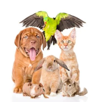Group of pets together in front view. Isolated on white background 库存照片