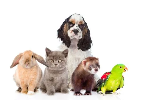 Group of pets together in front view. Isolated on white background Foto stock