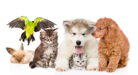 Group of pets together in front view. Isolated on white background 스톡 사진