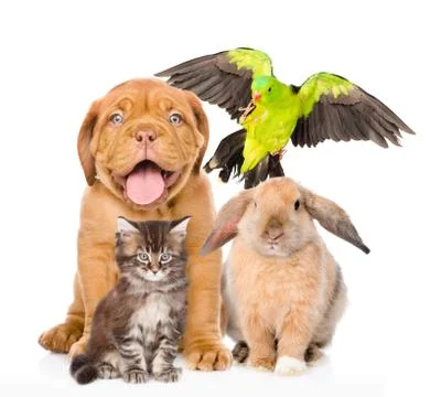Group of pets together in front view Foto stock