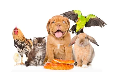 Group of pets together in front view Foto stock