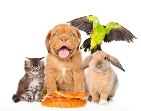 Group of pets together in front view. Isolated on white background 写真素材