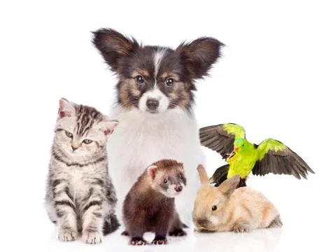 Group of pets together in front view. isolated on white background 스톡 사진