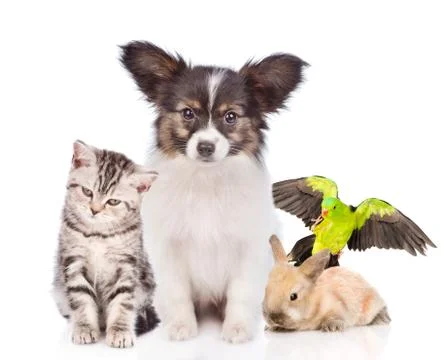 Group of pets together in front view. isolated on white background 스톡 사진