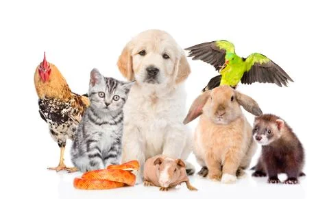 Group of pets together in front view. Isolated on white background Stock Photos