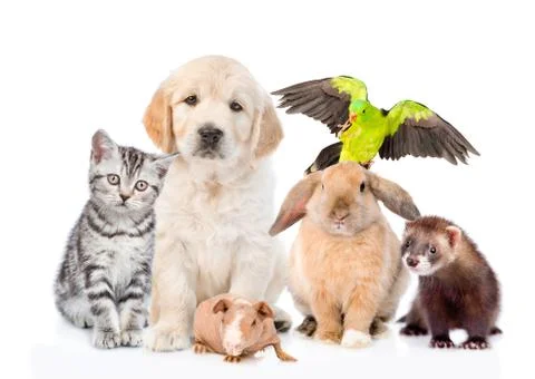 Group of pets together in front view. Isolated on white background 스톡 사진