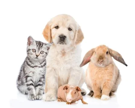 Group of pets together in front view. isolated on white background Stock-Fotos